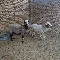 ۲عدد میش
