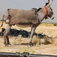 یک عدد الاغ برای فروش
