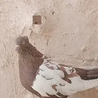 سینه|پرنده|مشهد, شهرک مهرگان|دیوار