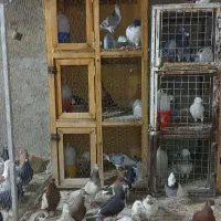 فروش|لوازم جانبی حیوانات|شیراز, لب آب|دیوار