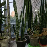 گل سانسوریادرحال رشدسالم وسرحال