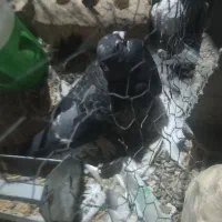 کبوتر طوقی