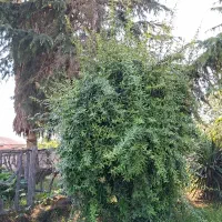 بار برگشتی از شمال