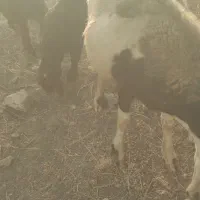میش بره دار