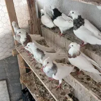 کبوتر