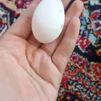 اردک|حیوانات مزرعه|ارومیه, |دیوار