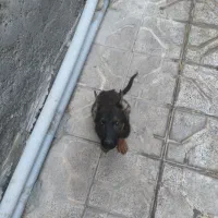 توله ژرمن نر ۷ت