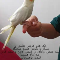تعدادی عروس هلندی سخنگو بالغ  و۲عدد قفس محکم