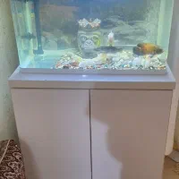 اکواریوم
