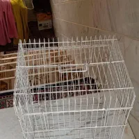 قفس سالم وتمیز