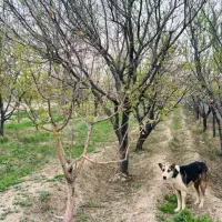 باغ-ویلا-استخرداخل-شاهنامه-گوارشک-معاوضه-خودرو