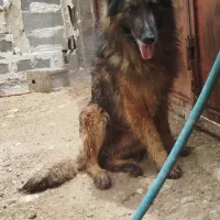 سگ.