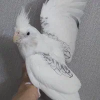 عروس هلندی جفت