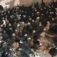 فروشگاه دان و جوجه3ماه گلپایگان مرغ تخمگذار نیمچه