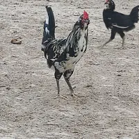 خروس گلین