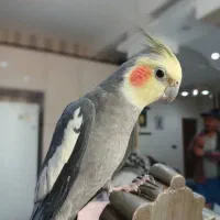 عروس هلندی نر و ماده