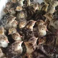 جوجه بوقلمون یک روزه