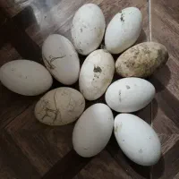 تخم غاز (کوچصفهان)