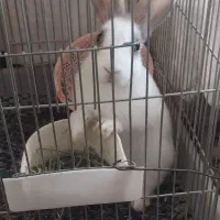 خرگوش