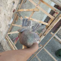 کبوتر پرشی