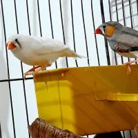 فنچ و مرغ عشق و عروس هلندی