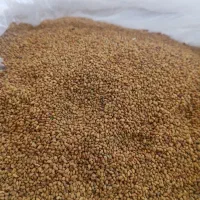 بذر یونجه