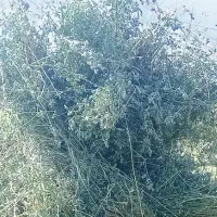 یونجه چین اول