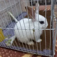 خرگوش|موش و خرگوش|بهارستان, |دیوار
