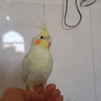 ۲ عروس هلندی نر