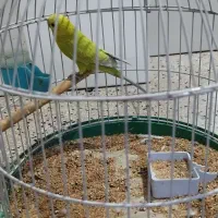 مرغ عشق