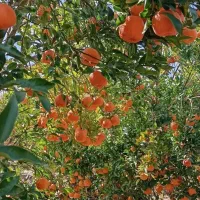 فروش نهال های مرکبات وانبه  همه نمونه