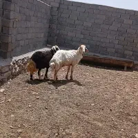 دوعددبره قوچی از بهترین نسل فروشی