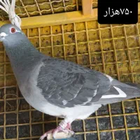 کبوتر پلاکی درجه ۱