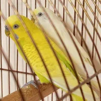 جفت مرغ عشق