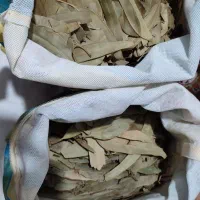برگ خشک اکالیپتوس