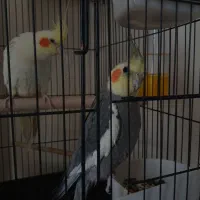 طوطی عروس بالغ