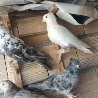 پرنده|پرنده|مشهد, هنرستان|دیوار