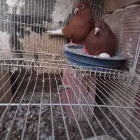سرخ دمسفید