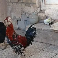 خروس نژاد خاص سلطان پاپر