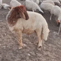قوچ جوان