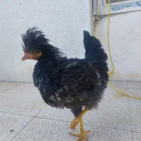 خروس
