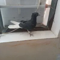 سلام زاغ مایدم جوانه