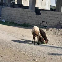 میش و بره