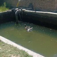 چهار عددغاز سه تا ماده یک عددنر بفروش میرسد