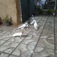 کبوتر رنگی لوکس