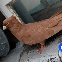 کفتر زرد نر آس غول عتیقه ب شرط نطفه