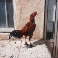 لاری|حیوانات مزرعه|اردبیل, |دیوار