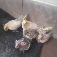 جوجه عروس هلندی