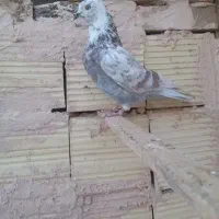 کبوتر