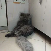 گربه پرشین نر